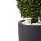 4ft. Boxwood Topiary with Gray Cylindrical Planter